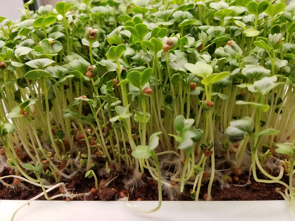 Grow Radish Microgreens