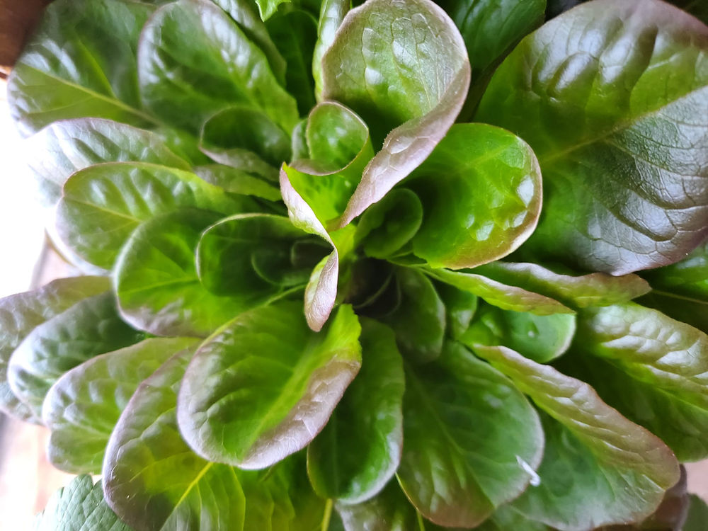 how to harvest lettuce