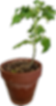 Small Orange Tomatoes