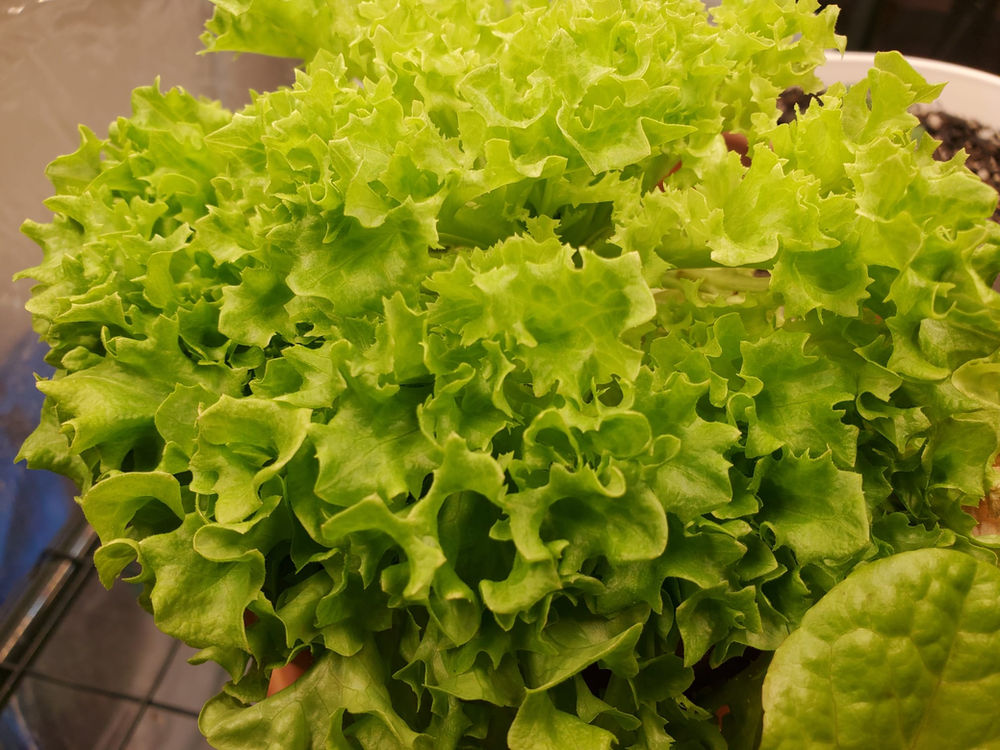 how to harvest lettuce