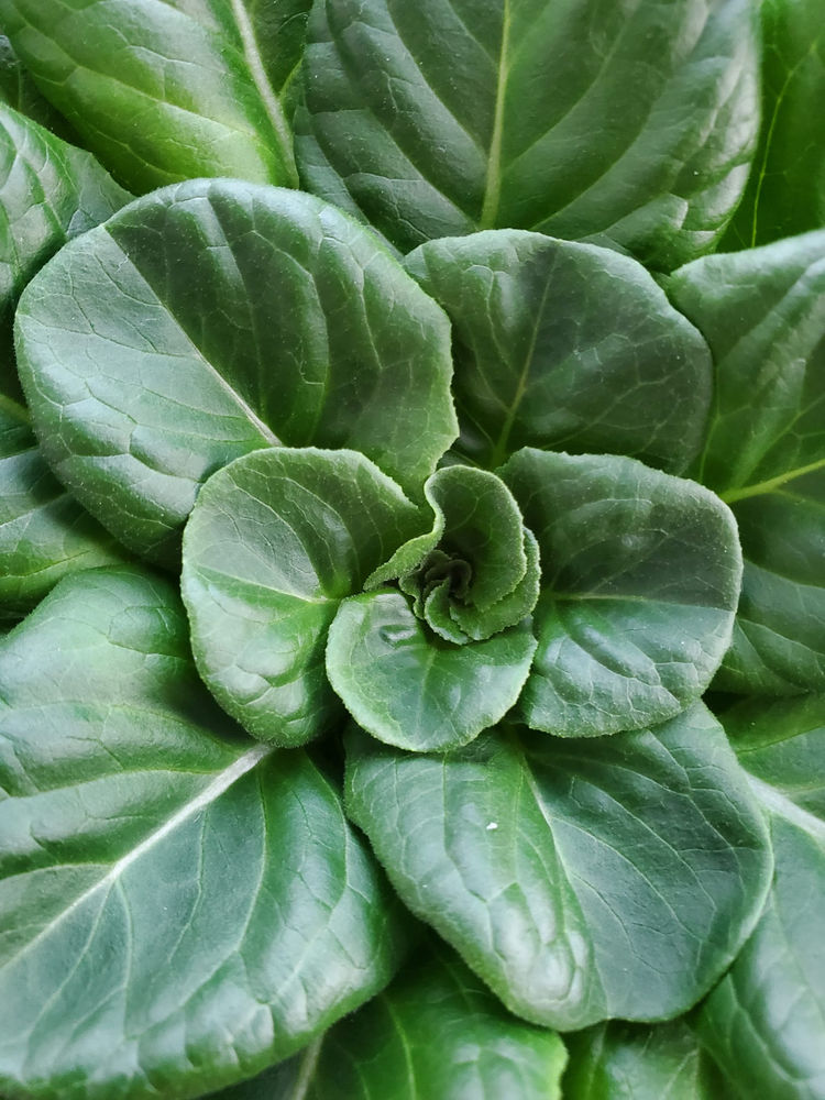 how to harvest lettuce