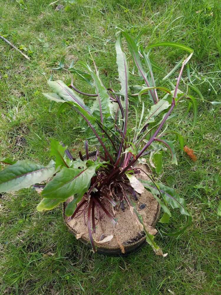 How to Grow Dandelion Indoors, Grow Dandelion Greens, Dandelion in a