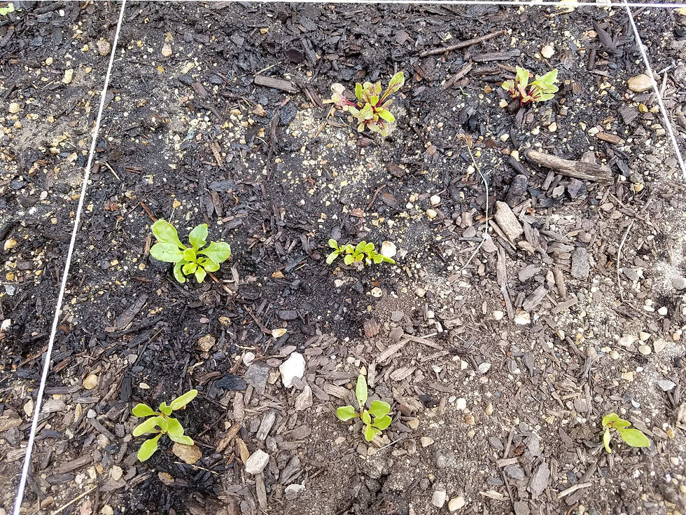 Beets
