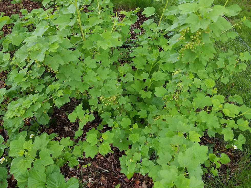 White Currant