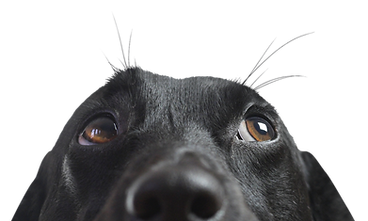 Closeup of a Black Dog_edited_edited.png