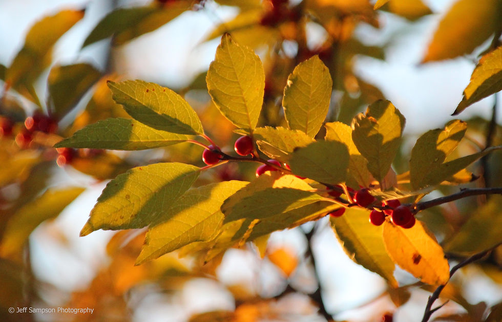 Fall Berries ©