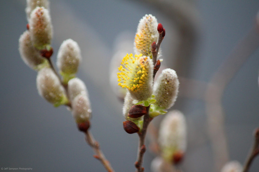 Pussy Willow Bloom ©