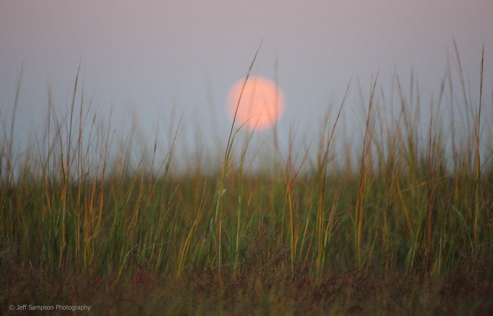 Full Moon and Marsh Grasses ©