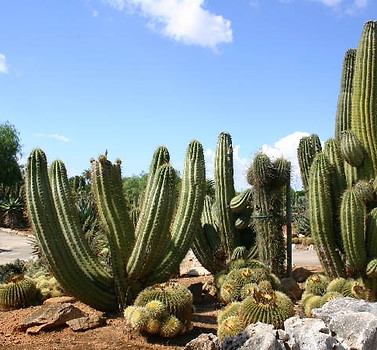 BOTANICACTUS