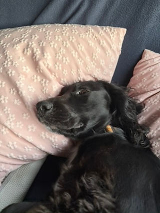 Fallon et la sieste