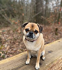 Chien détecteur de punaises de lit – K9 Detect Belgique