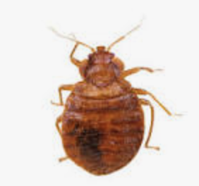 Photographie en gros plan d’une punaise de lit adulte, utilisée pour l’identification visuelle du parasite.
