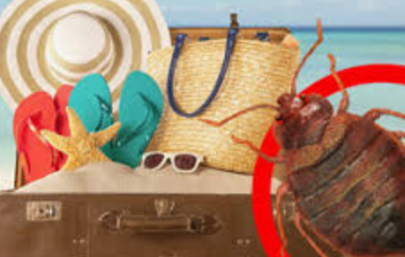 Punaises de lit en vacances : comment les éviter ?
