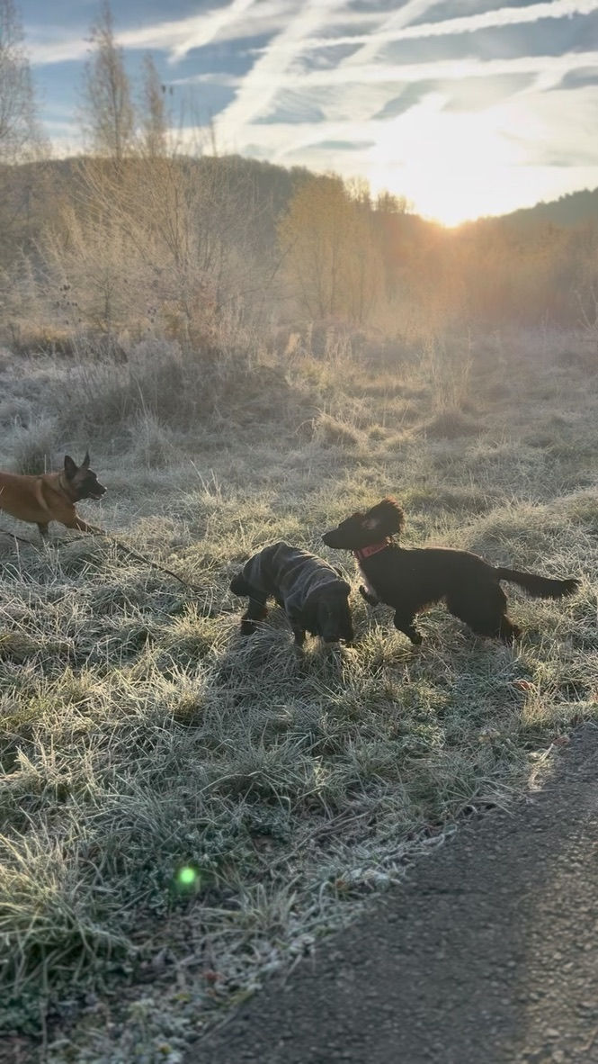 Balade dans les bois