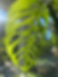 IMG_7615.jpeg