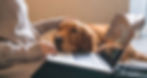 Telemedicine-Dog.jpg