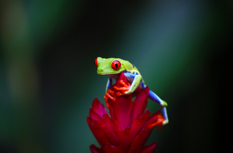 Costa Rica, red frog
