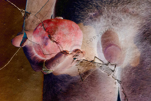 The Conference of the Birds