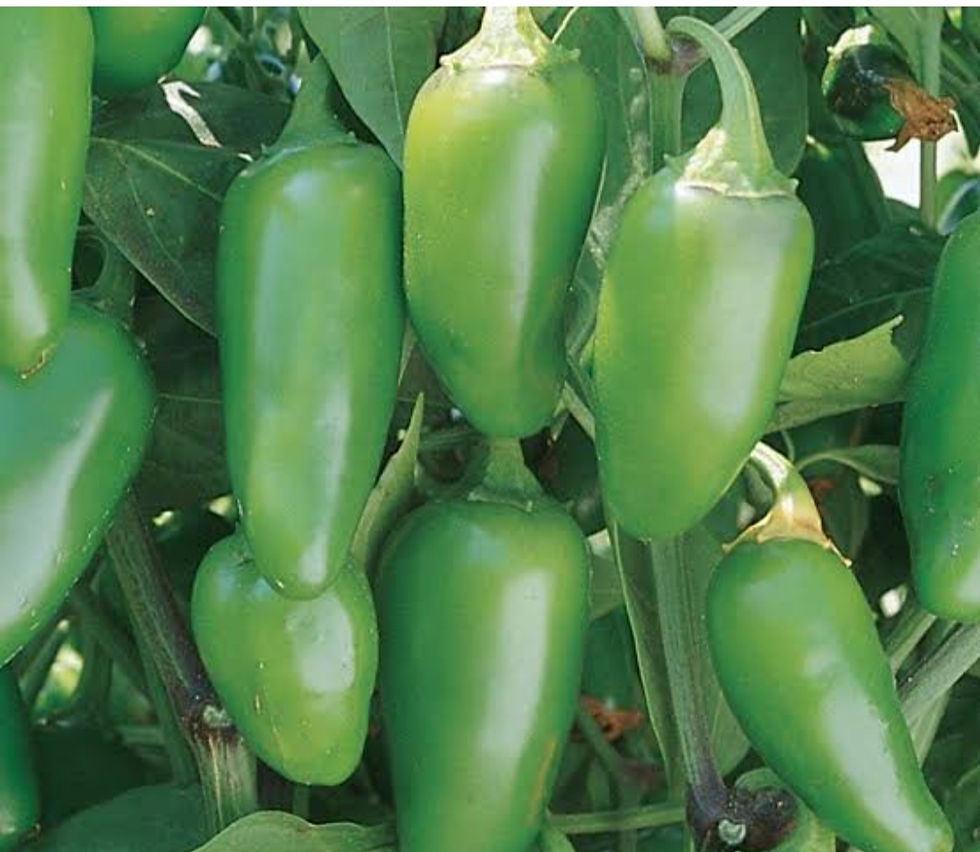 Gurde Ki Pathri : पोब्लानो पेपर्स से गुर्दे की पथरी का इलाज