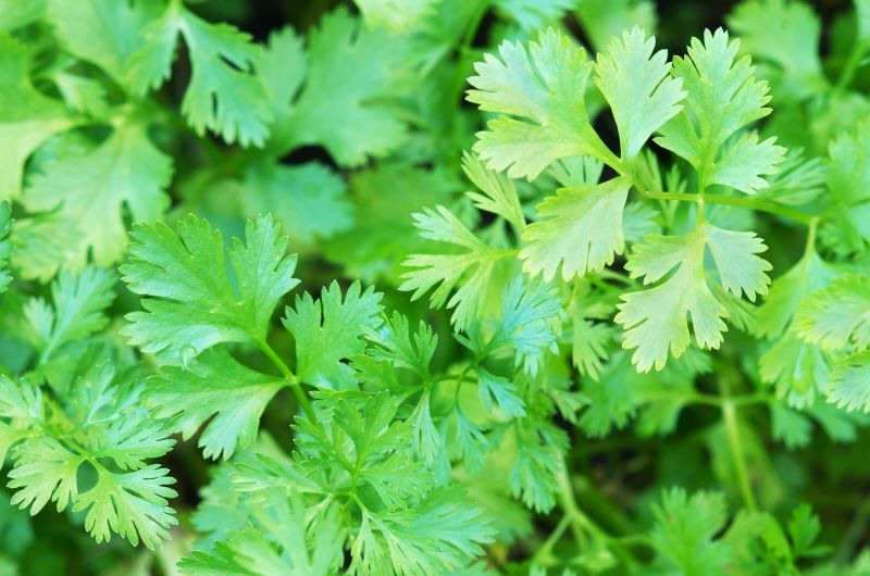 Pathri Ki Dawai | Pathri Ka Ilaj | Kidney Stones | Coriander Leaves Se Gurde Ki Pathri Ka Ilaj