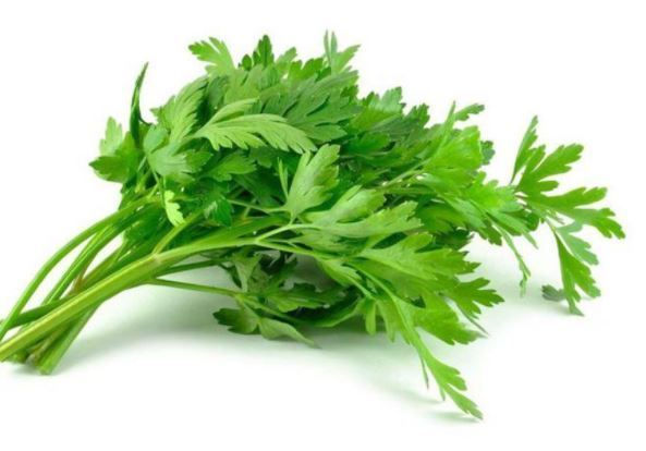 ताजा पार्सली रस से गुर्दे की पथरी का इलाज						