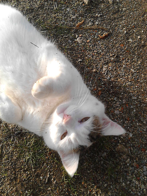 White cat