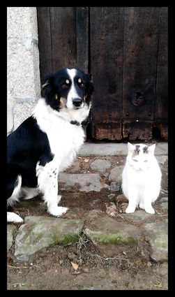 border collie and white cat