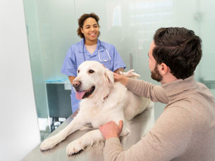 Why Visiting a Vet Is Important for Your Pet
