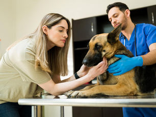 Why Expert Farm Supervision Is Essential for Pet Care