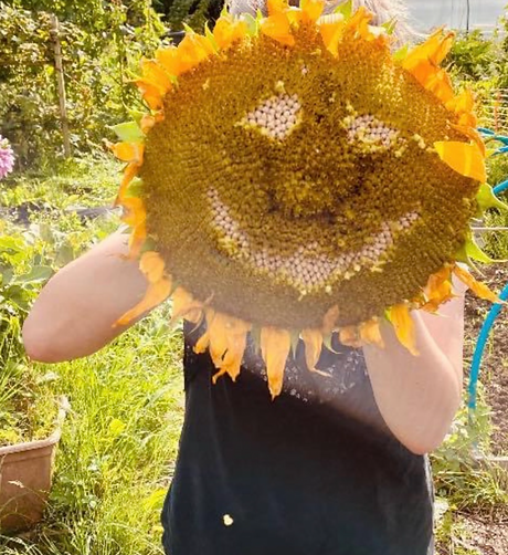 sunflower.PNG