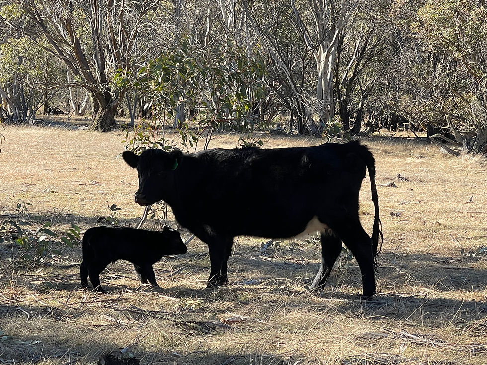 First Calf of The Season Born