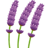 flower_lavender.png
