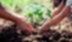 planting