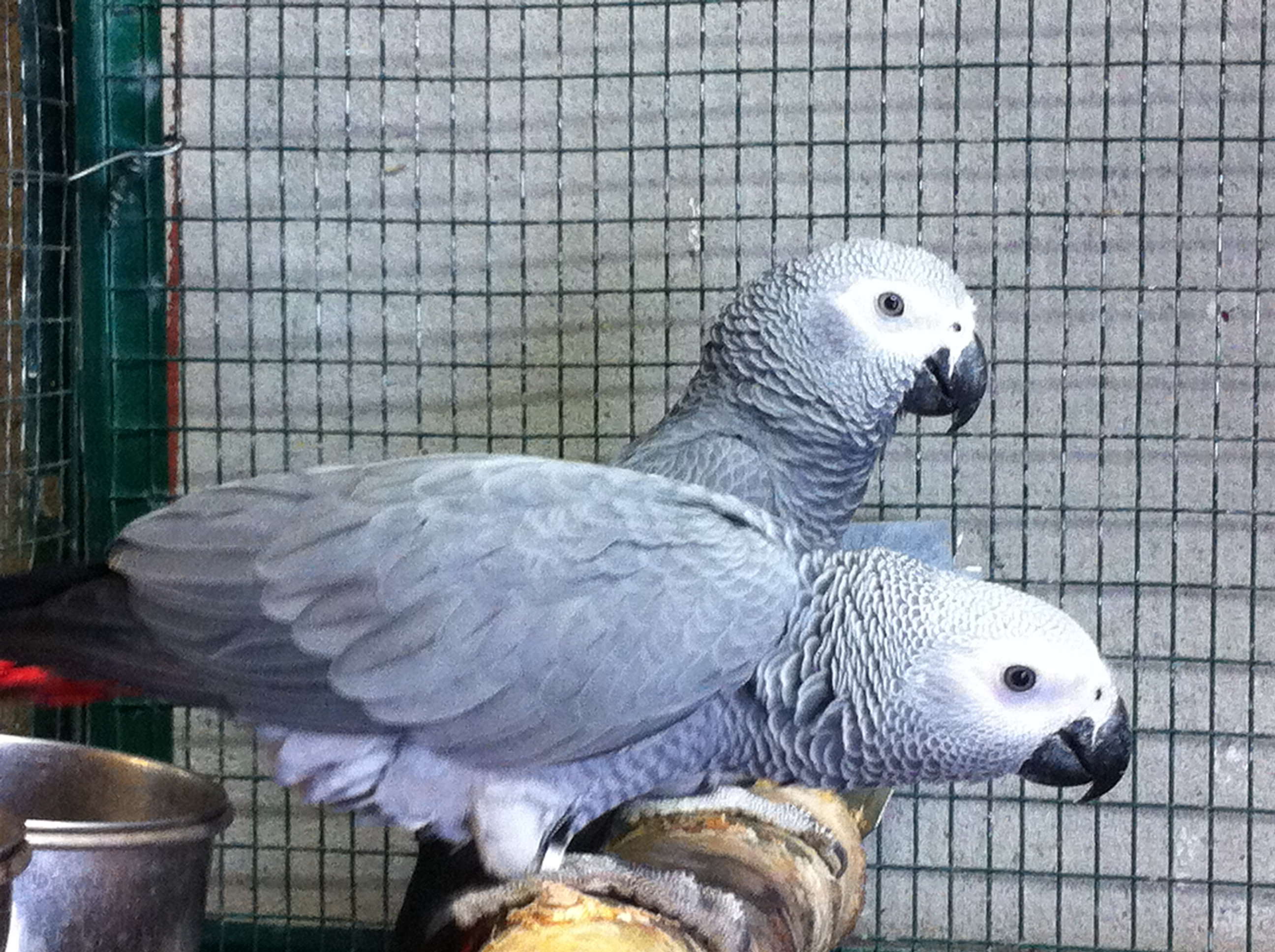 Gris du Gabon swissparrot