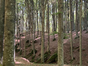 LA MONTAGNA E LA CITTA’: PROSPETTIVE E RACCOMANDAZIONI