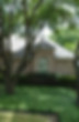 Tree infront of the house