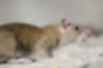 Marsh rice rat sunlight with blurry background.