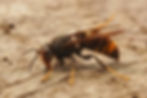Closeup asian yellow legged hornet wasp vespa velutina.