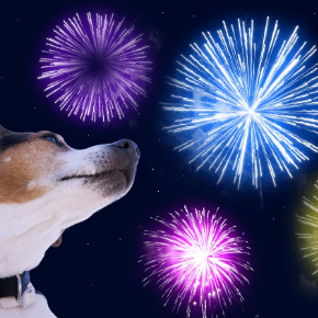 Prepare your pet in time for fireworks night with advice from our head vet Catherine Corden-Parry.