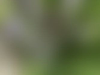 ローズマリーの花が咲きました