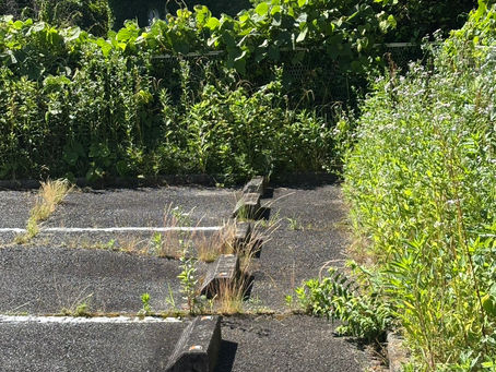 除草作業