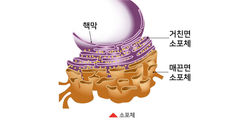과학일러스트 50종_작업중200716_대지 1 사본 15