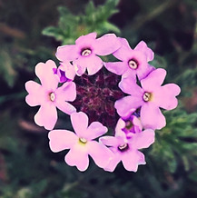ContemplationsforAliveness-backgroundfinal copy.jpg