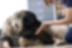 Valutazione comportamentale veterinaria – supporto per animali con ansia o aggressività