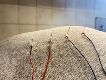 Caso clinico di ANDROLOGIA EQUINA