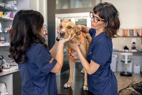 Esame neurologico veterinario – diagnosi di problemi motori e nervosi nei cani