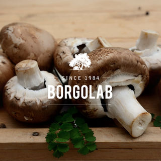 Borgolab