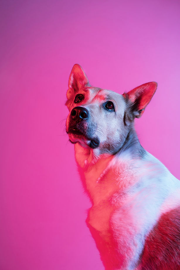 ritratto-di-cane-pastore-tedesco-con-illuminazione-a-gradiente.jpg