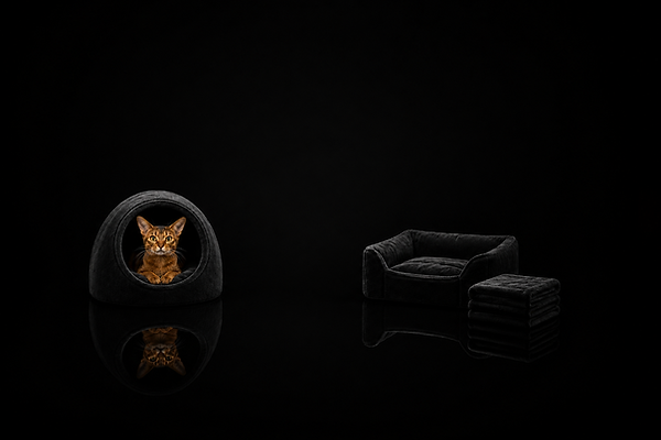cucce-e-coperte-gatto.png