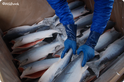 imageonline-co-watermarkedimage (13)